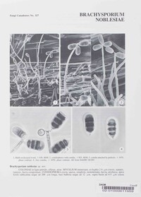 Brachysporium noblesiae image