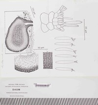 Choanatiara gracilis image