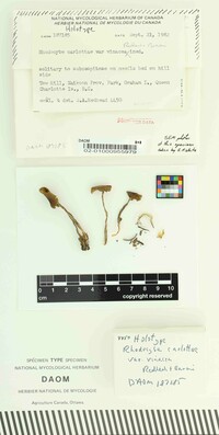 Rhodocybe carlottae var. vinacea image