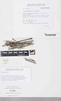Lewia daucicaulis image