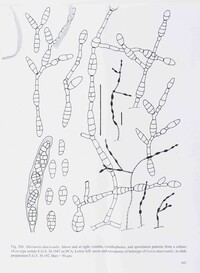Lewia daucicaulis image
