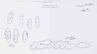 Lewia daucicaulis image