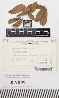 Patellaria cyanea image