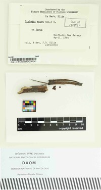 Diplodia maura image