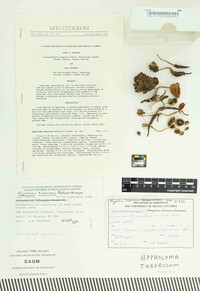 Hypholoma tuberosum image