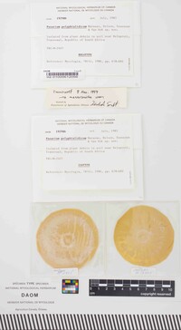 Fusarium polyphialidicum image