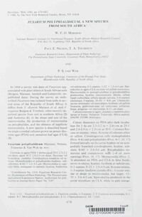 Fusarium polyphialidicum image
