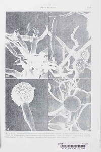 Fusarium polyphialidicum image