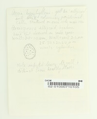 Uredinopsis americana image