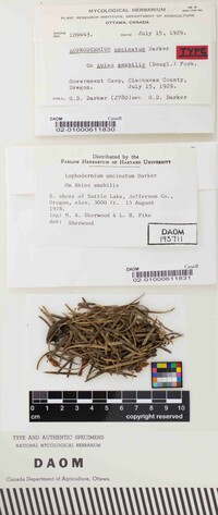 Lophodermium uncinatum image