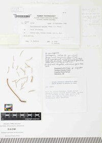 Peridermium zilleri image