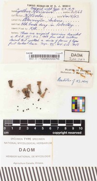 Cyathus stercoreus image