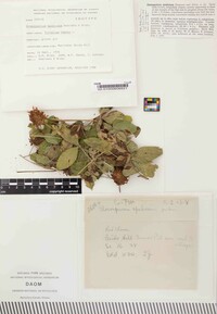 Gloeosporium spadiceum image