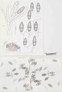 Image of Seimatosporium rossicum