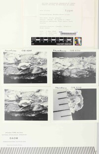 Aleurodiscus dendroideus image