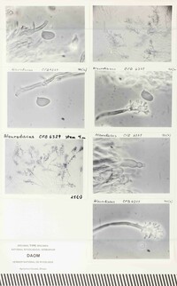 Aleurodiscus dendroideus image