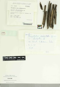 Phragmotrichum andamanense image