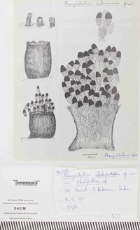 Phragmotrichum andamanense image