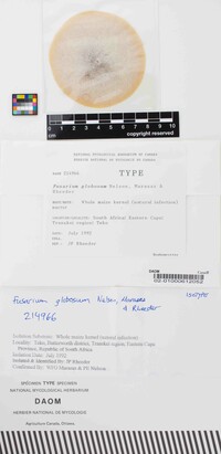 Fusarium globosum image