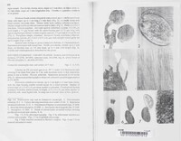 Podosordaria ingii image