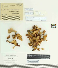 Cantharellus roseocanus image