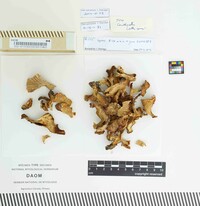 Cantharellus roseocanus image