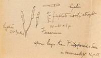 Protoventuria vancouverensis image