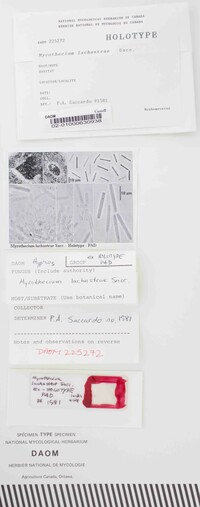 Image of Myrothecium lachastrae