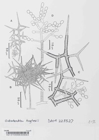 Oidiodendron hughesii image