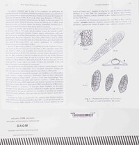 Pleomassaria protrusa image