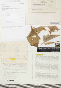 Puccinia insperata image