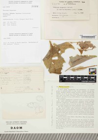 Puccinia insperata image