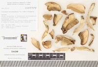 Leccinum arctostaphyli image