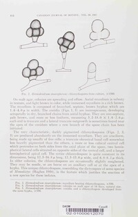 Devriesia staurophora image