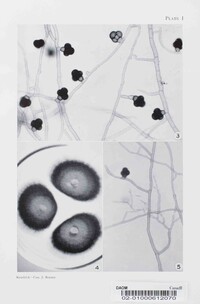 Devriesia staurophora image
