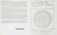 Stromatinia sanguinariae image