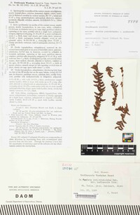 Uredinopsis woodsiae image