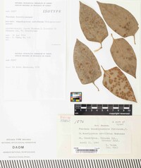 Puccinia benokiyamensis image