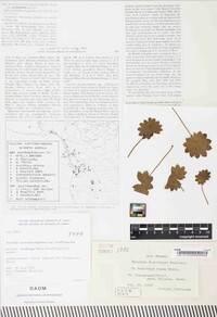 Puccinia austroberingiana subsp. saxifragarum image