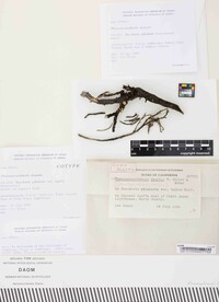 Phaeosaccardinula dematia image