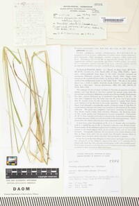 Puccinia praegracilis image