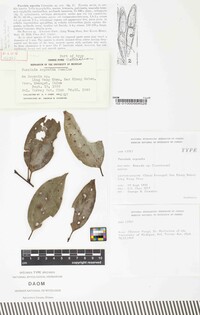 Puccinia seposita image