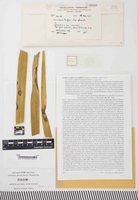 Curvularia trifolii f.sp. gladioli image