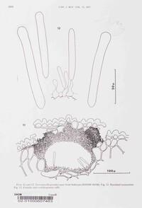 Tiarosporella pseudotsugae image