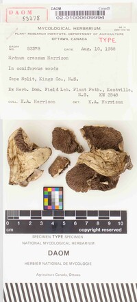 Hydnum crassum image