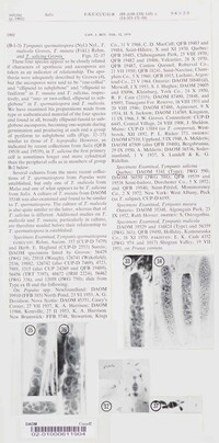 Tympanis salicina image