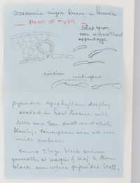Strasseria nigra image