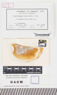 Tripterospora longicaudata image