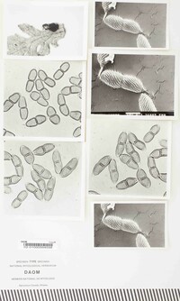 Puccinia helicalis image