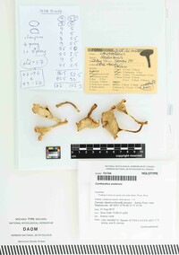 Cantharellus enelensis image